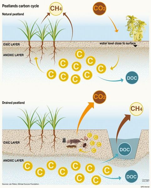 Datei:Peatlands carbon cycle.jpg