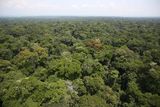 Tropischer Regenwald Demokratischen Republik Kongo Lizenz: CC BY-SA