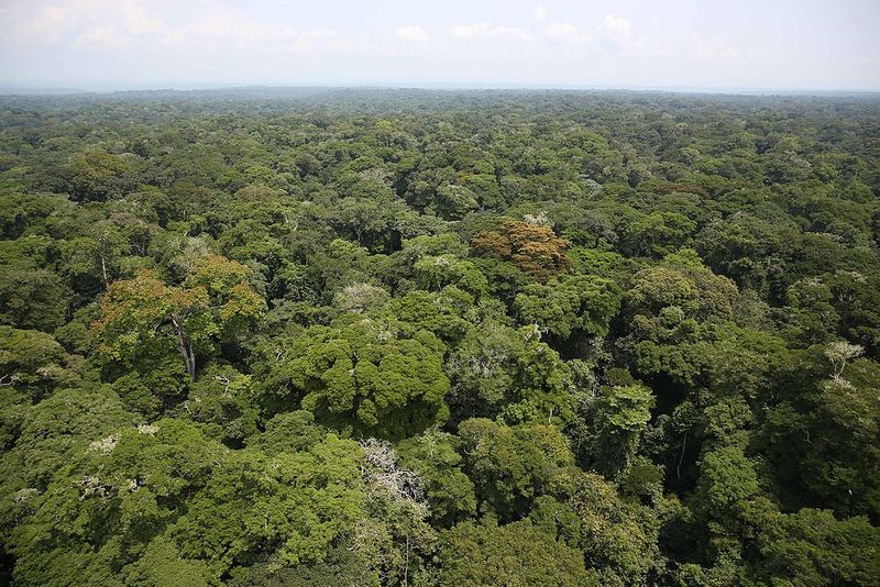 Datei:Rainforest Congo.jpg