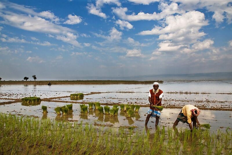 Datei:Rice planting Bangladesh.jpg