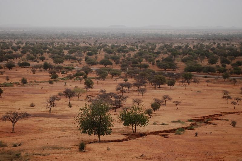 Datei:Sahel Bäume.jpg
