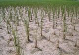 Hoher Salzgehalt Auswirkung auf den Reisanbau Lizenz: CC BY
