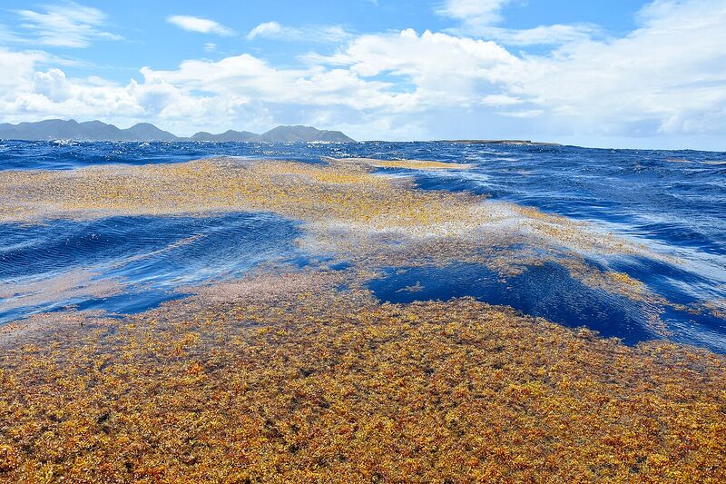 Datei:Sargassum St.Martin Antillen.jpg