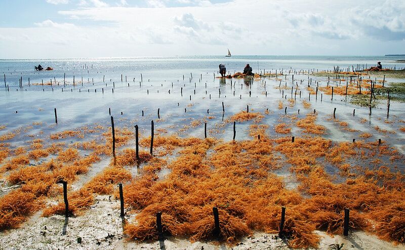 Datei:Seaweed farm zanzibar.jpg