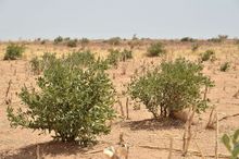 Senegal millet field bushes.JPG