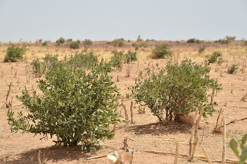 Datei:Senegal millet field bushes.JPG