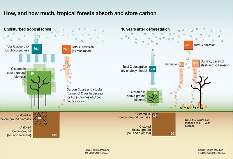 Datei:Tropical forests C storage.jpg