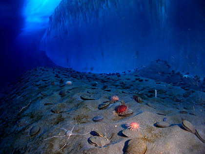 Meeresboden mit verschiedenen Benthonten im antarktischen McMurdo-Sund