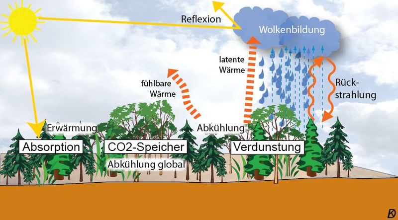Datei:Wald Klimaeffekte.jpg
