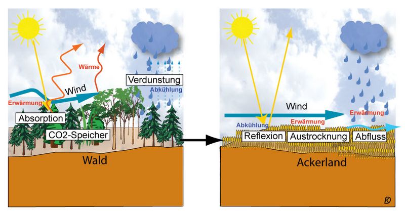 Datei:Wald in ackerland.jpg